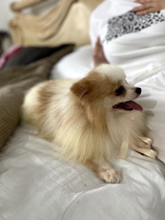 Померанські шпіци — 2 пухнастих принца шукають новий дім