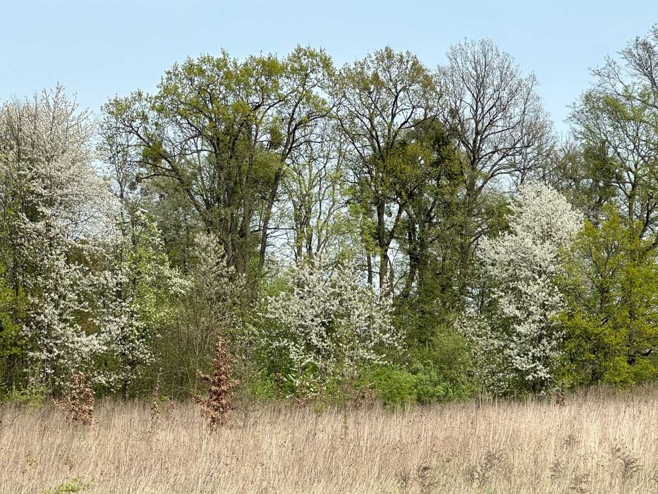 Продам фасадну ділянку в Ксаверівці