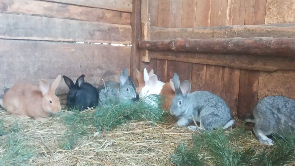 Кролі породи Радянська шиншила та Бургундія