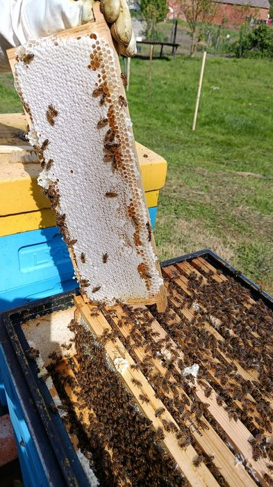 Rodzina pszczela odkład pszczoły