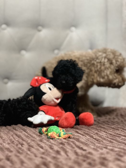 Справжній ТОЙ ПУДЕЛЬ