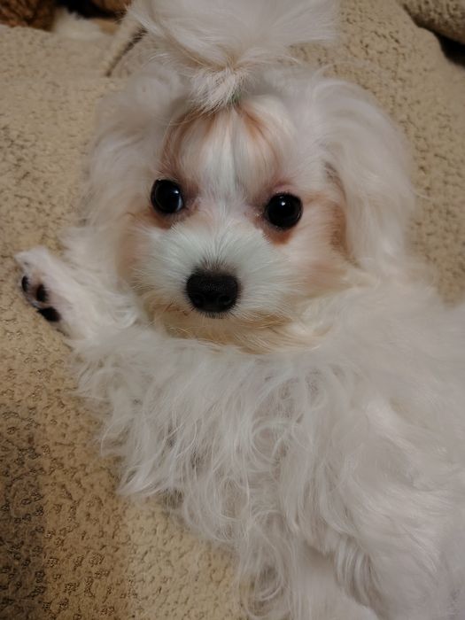 Маленька дівчинка мальтезе