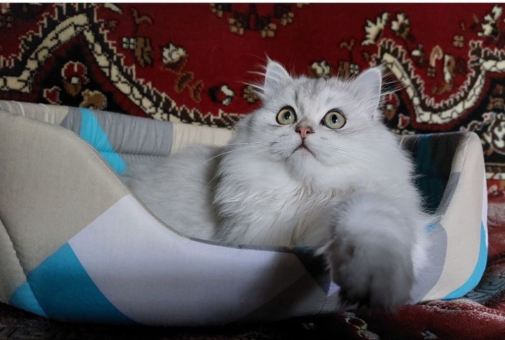 Шотландський хайленд страйт