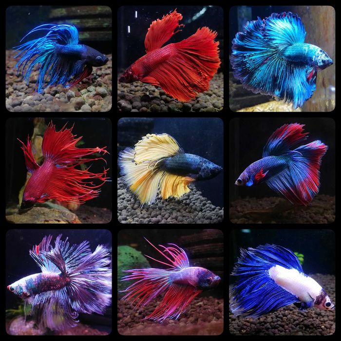 Bojownik ( Betta splendens ) - AQUASZOP