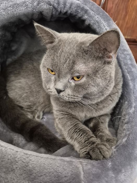 Scottish fold lindissimo