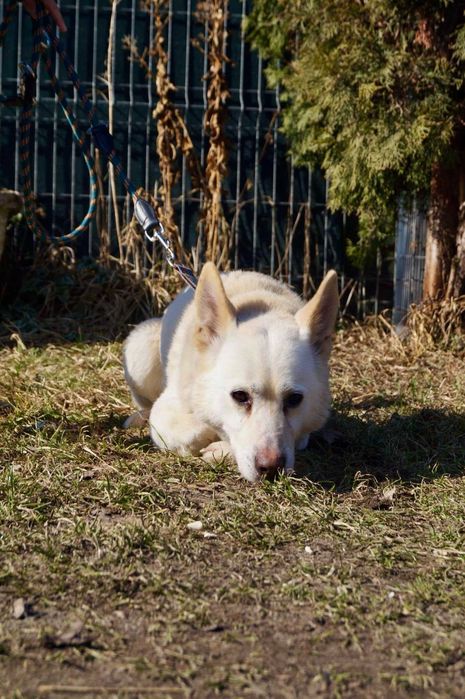 Do adopcji aktywny, duży, piękny pies o mocnym charakterze i wielkim sercu