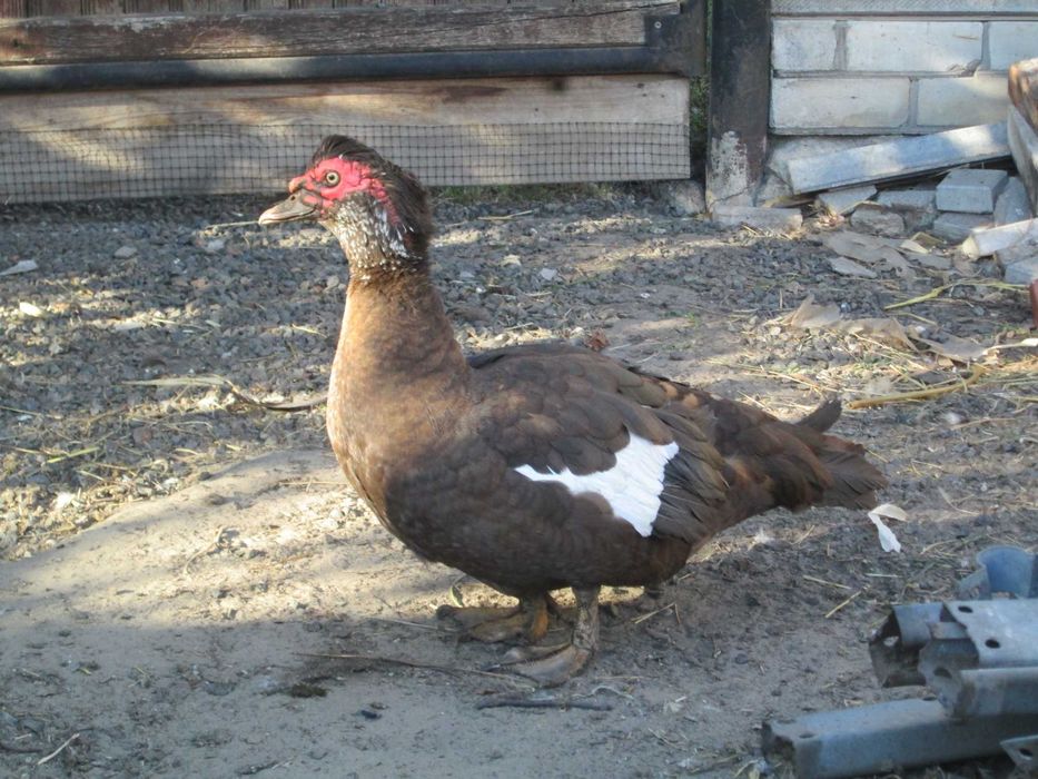 Продам красных мускусных уток. Вес уток 3-4 кг.Селезней 6-7 кг