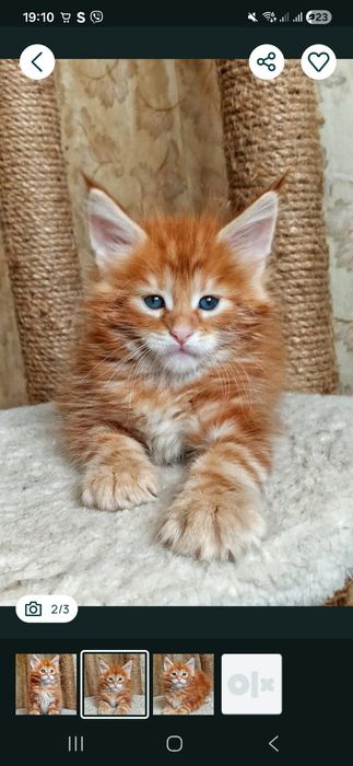 Мальчик будущий гигант Мейн-Кун с мягким характером