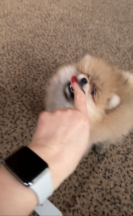 Крихітна Дівчинка померанського шпіца