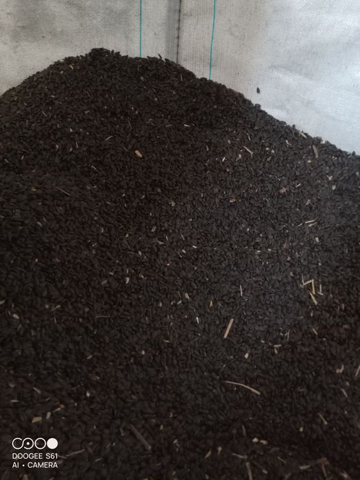 Słonecznik poplon karma dla ptaków gołębi kur lub na olej, gorczyca