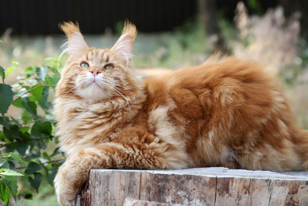 Купуй кошеня породи Мейн-кун