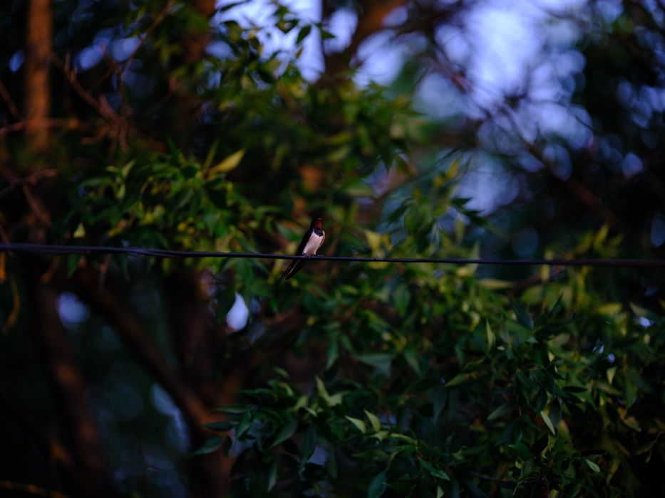 Nikon AF-S Nikkor 200mm f/2G ED VR