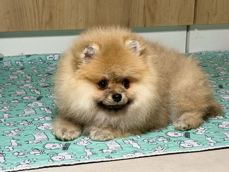 Puchata dziewczynka szpic miniaturowy – piękny typ misia!