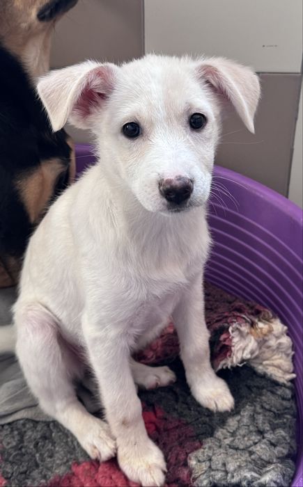 Pumba szuka nowego domku