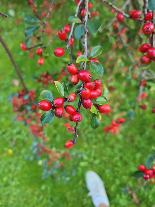 Wyciągi ziołowe (głóg, szczeć, mniszek i inne)