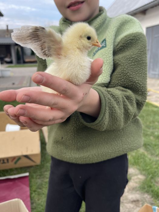 Продаю курчат ціна договірна