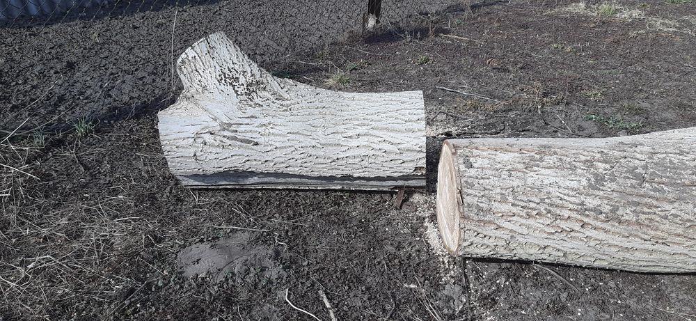 Стовбур горіха  на пиломатеріали