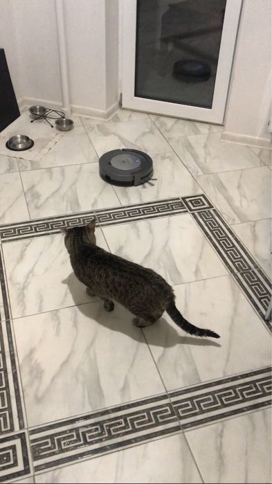 Робот Пылесос Dirt Devil Libero M606-3/Идеал