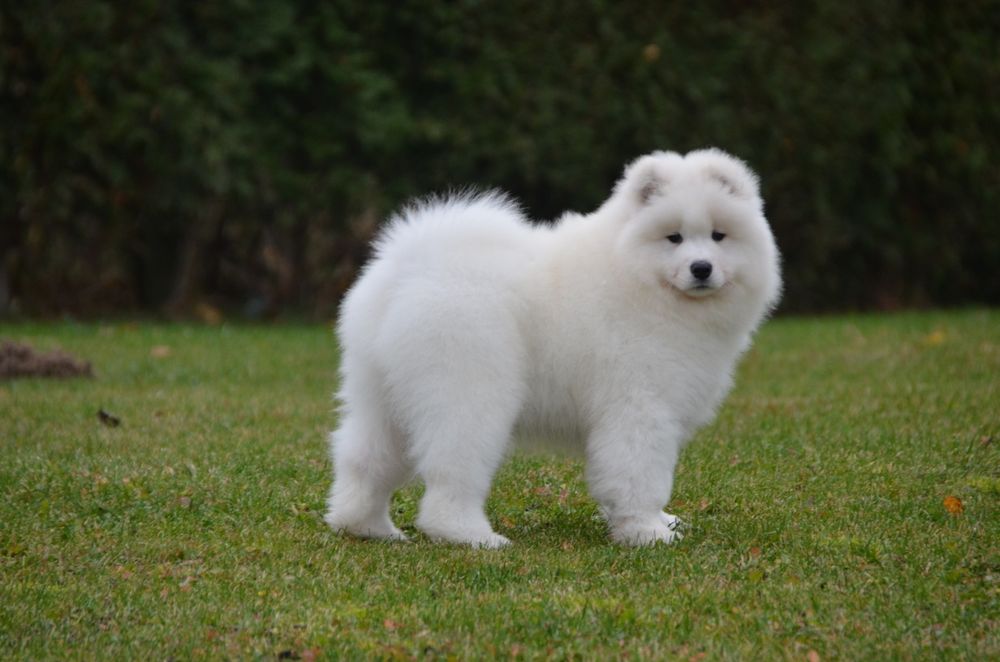 Samoyed suczka piesek