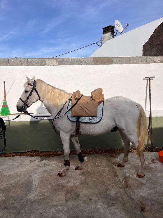 Cavalo muito manso capado