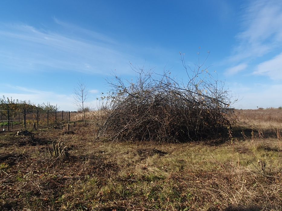 Віддам гілки з плодових дерев
