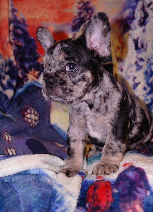 Новогодние подарочки)