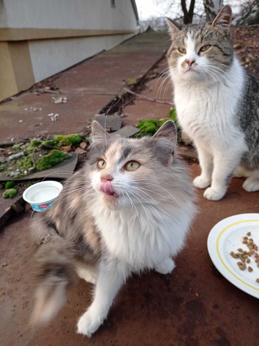 Кошеня дівчинка безкоштовно в добрі руки