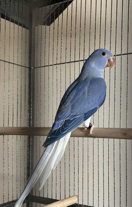 Aleksandretta obrożna, młode do domu