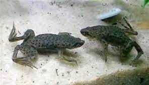 Karlik szponiasty (łac. Hymenochirus boettgeri). Cetarius