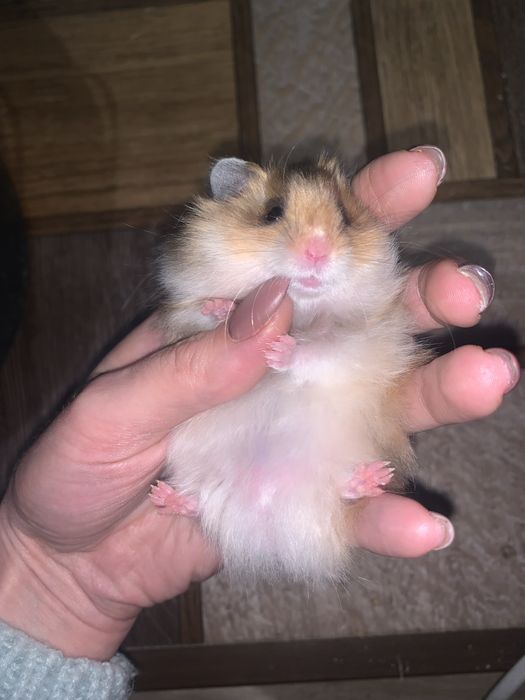 Хомяк хомячки Ангорки Терміново не кусають  Не джунгарики хоʼмяк Сатин