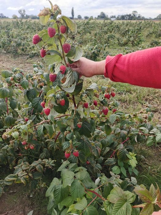 Продам саджанці малини  сорт Мапема