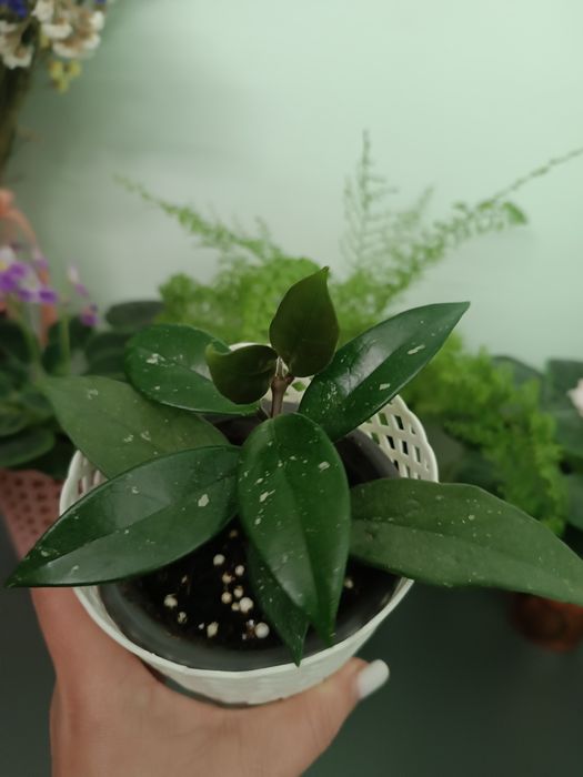 Продам хойї та хрестовники