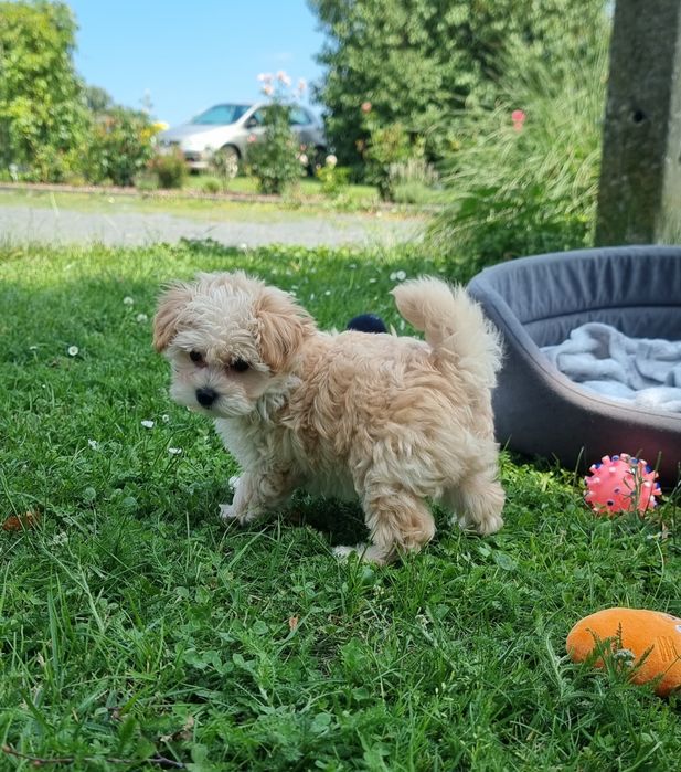 Maltipoo  piesek