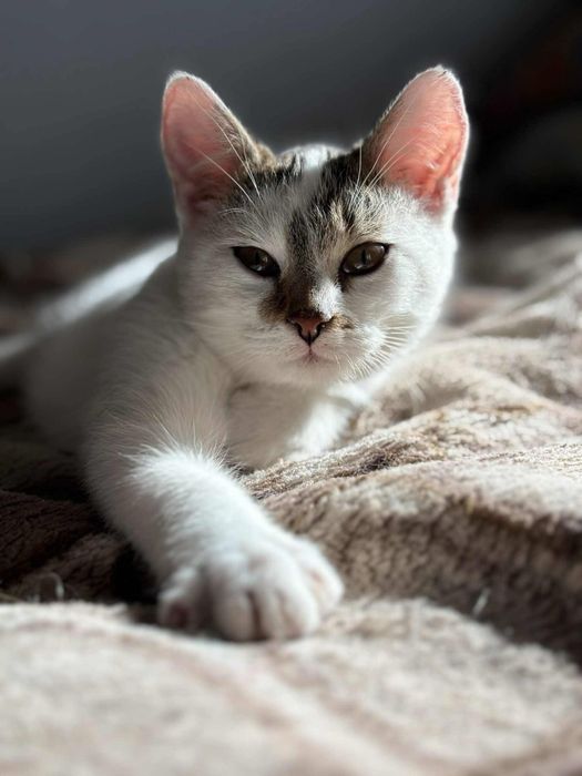 Lucek kotek do adopcji szuka domu