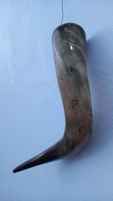 Corno com cerca de 60cm de comprimento