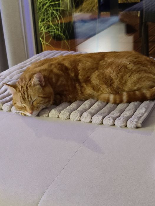 Oddam kota w dobre ręce