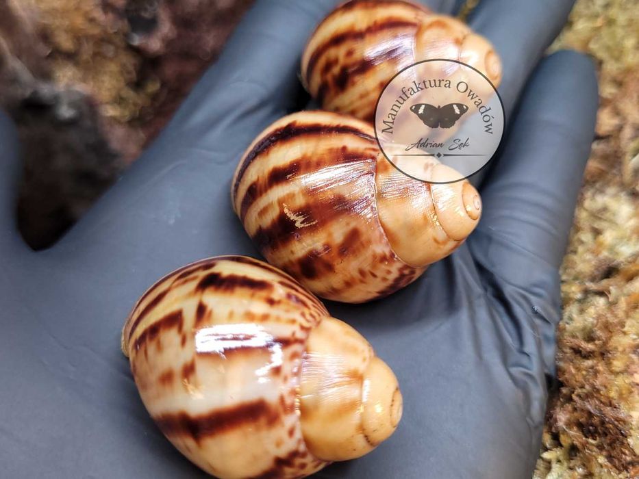 Ślimak Archachatina marginata ovum acromelanic