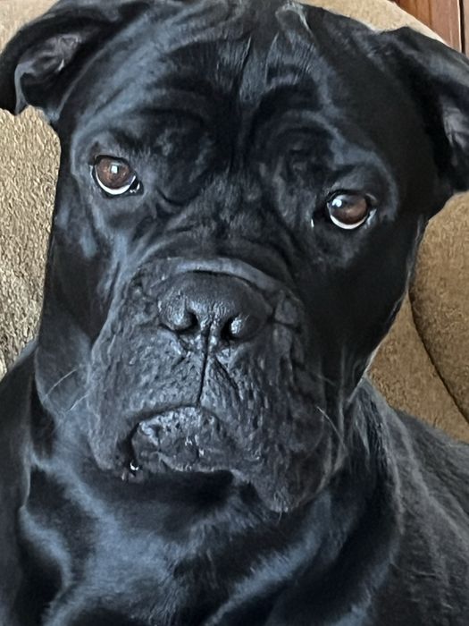 Собака кане корсо