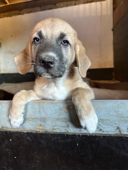 Cachorros à procura da sua familia