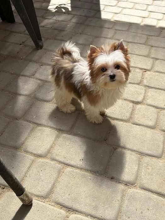 Redberry yorkshire terrier suczka biewer golddust