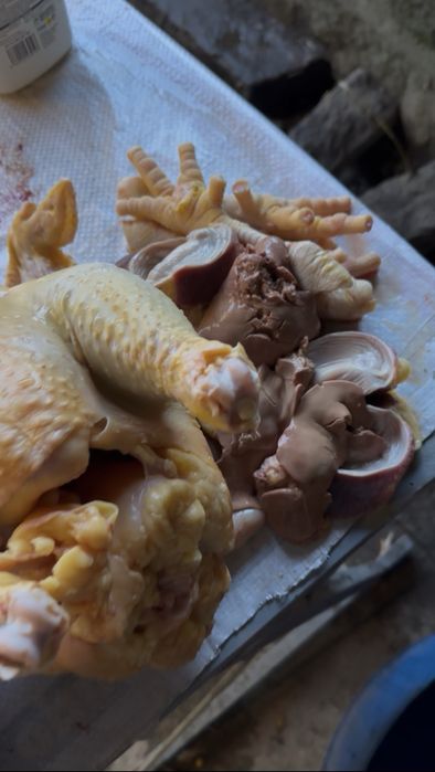 Frangos com 4, 5 kg