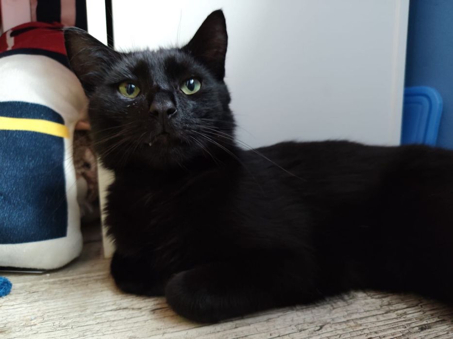 Czaruś - czarny kocurek do adopcji