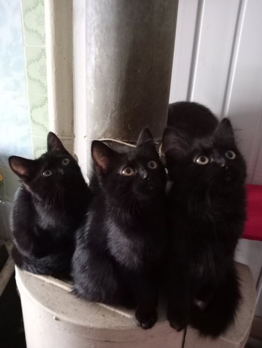 Котики шукають дім