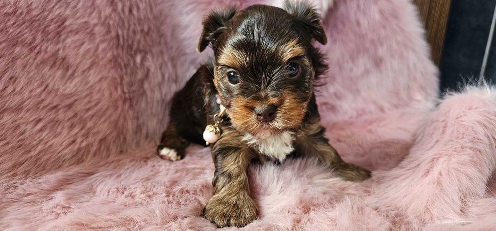 Yorkshire terrier-York Chocolate