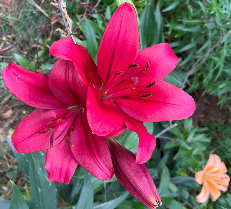 Cebulki Lilii 100 szt Różne Kolory Duże Cebule 100 szt tylko 119 zł !!