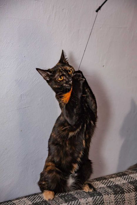 Котята бесплатно в заботливые руки