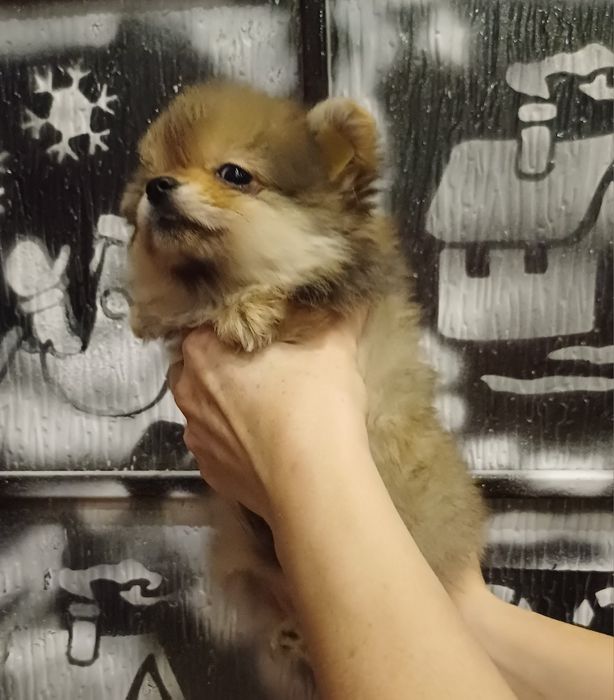 Новорічна акція на Новий Рік.