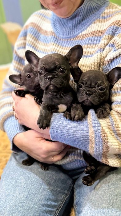 Щенки французики)