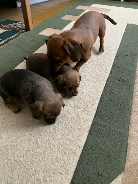 Цуценята породи «такси»