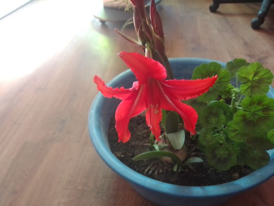 Горщикова рослина Амариліс